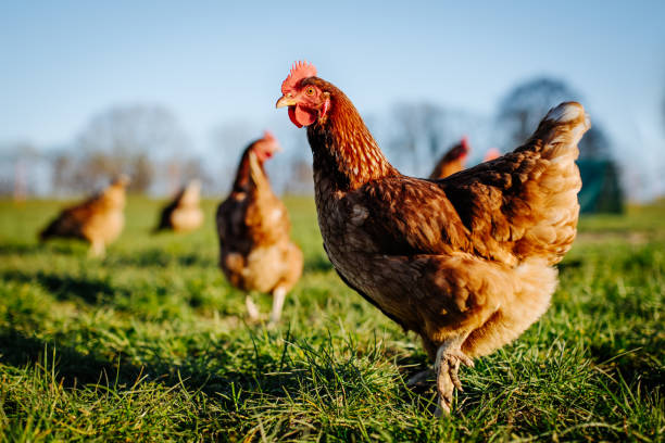 Managing Chronic Respiratory Disease in Poultry: Practical Diagnostic and Prevention Insights